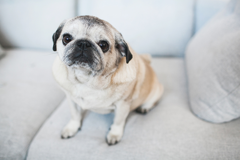 KĀZU PAKALPOJUMU SNIEDZĒJS – KAS TAS PAR ZVĒRU UN KĀ TO PIERADINĀT?