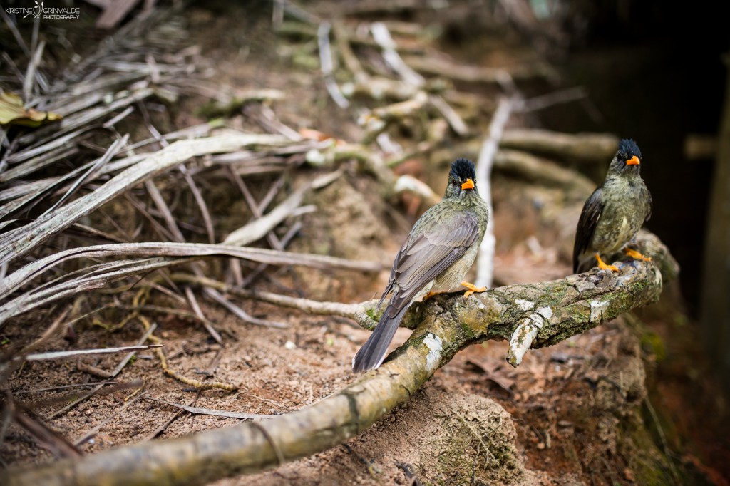 Kazu_stasts_Grinvalde_Seychelles-52