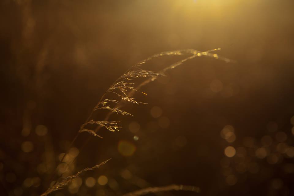 photos by M O O N L I G H T tribe Aiga Ozo Ozolina / captured @ DREAMINGS by ININ NINI