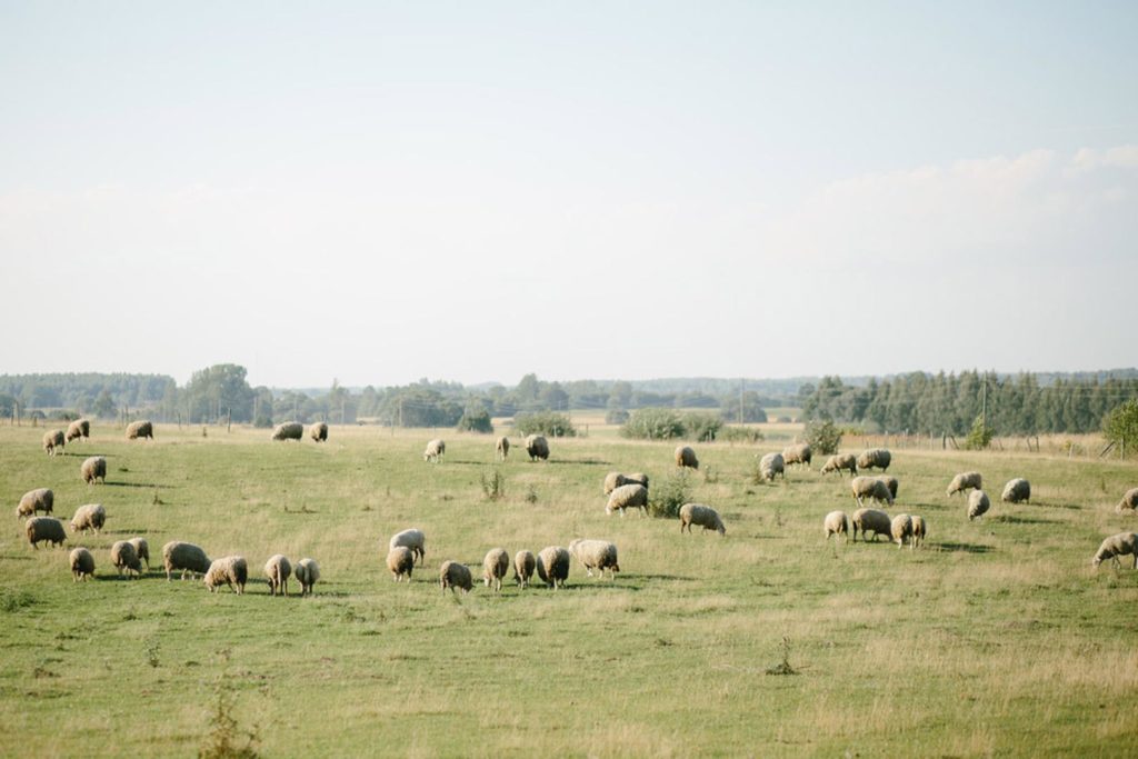 074-saulrieta-kazas