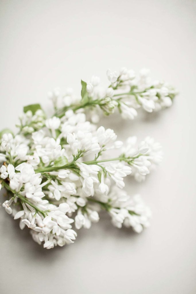 INBLOOM-4781