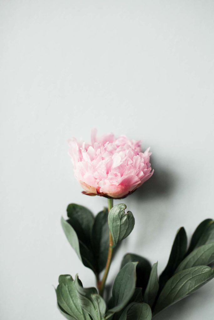 INBLOOM-4803