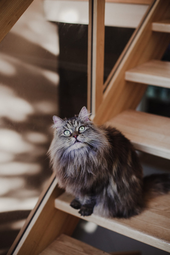 Kāzu fotogrāfe Sandija Veikša