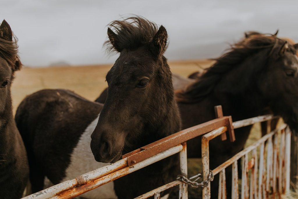 ICELAND_by_linda_lauva-9004
