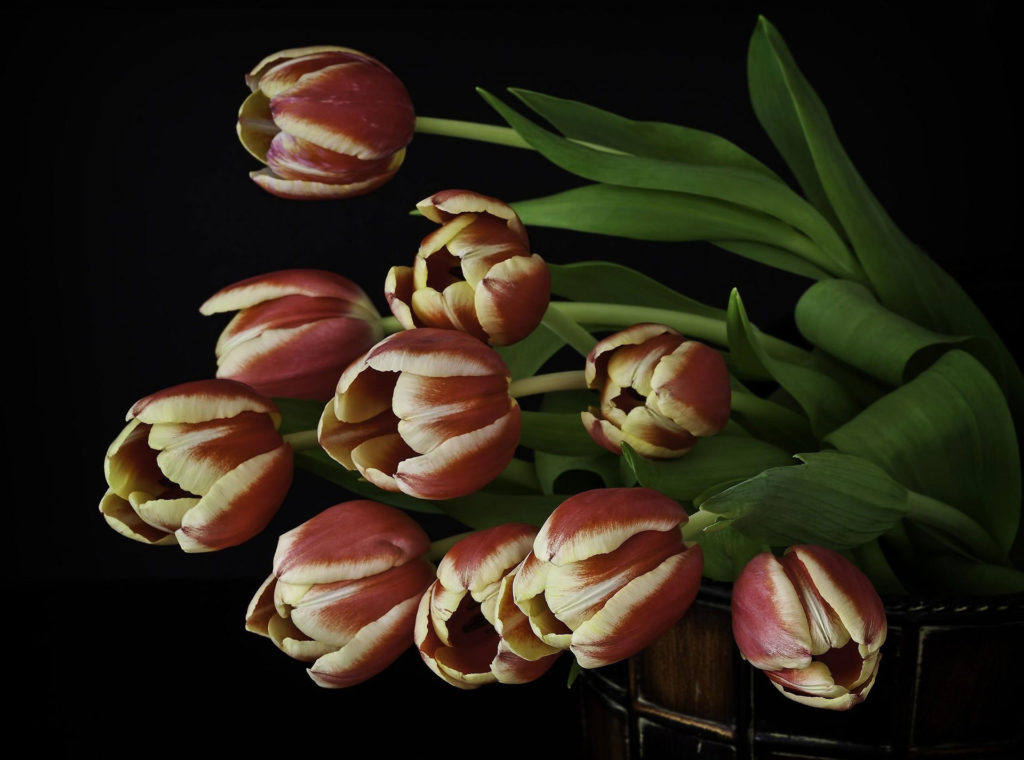tulips_flowers_bunch_vase_black_background_38350_2560x1900